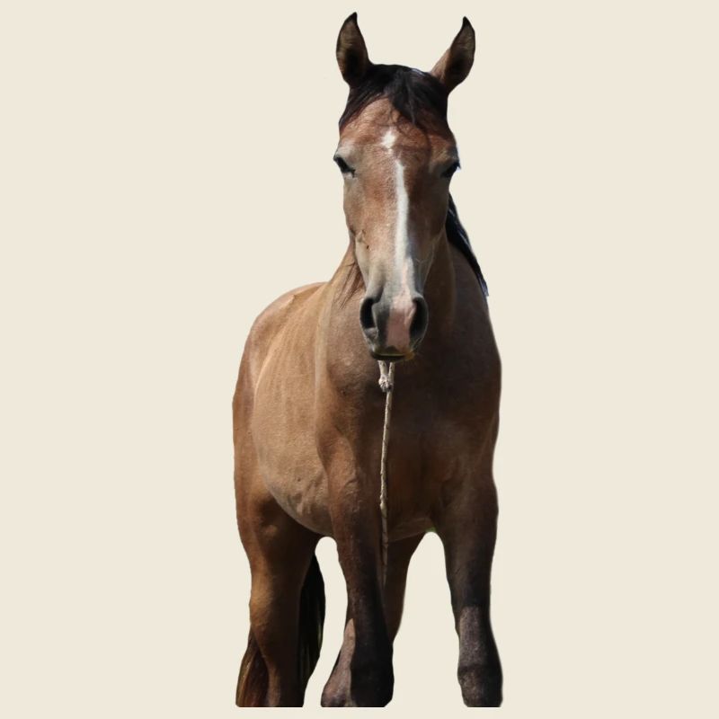 Chevaux T-shirt Cadeau Cavalier