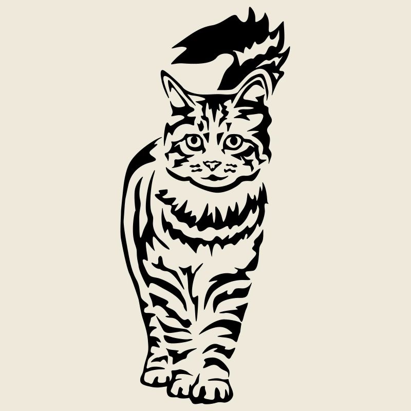 Chat domestique - Chat