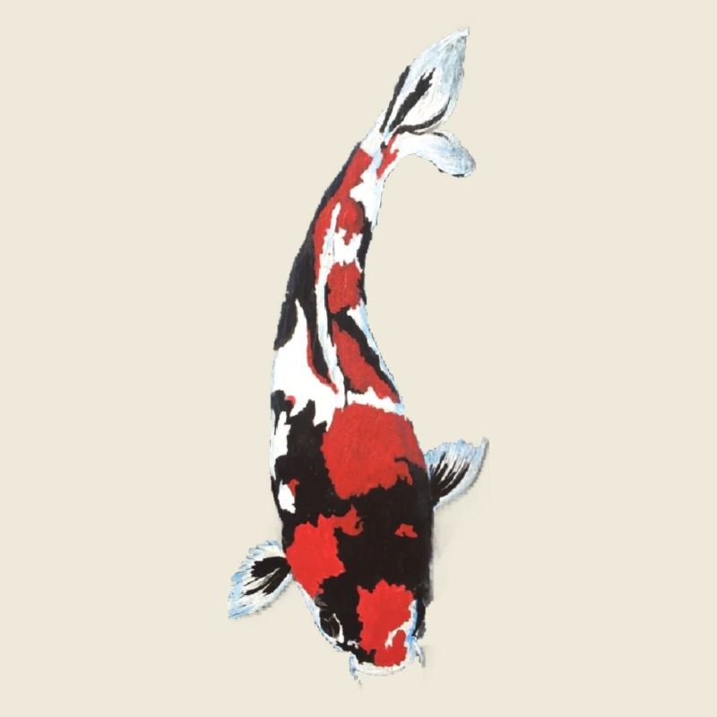 Éclaboussure carpe Koi : Rouge Blanc Noir