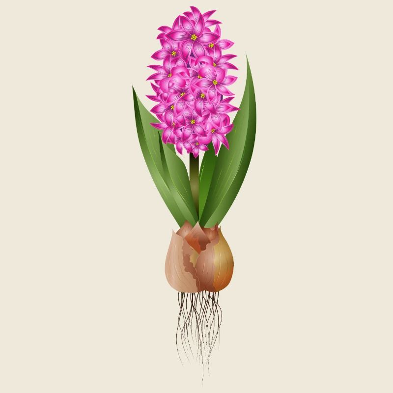 Jacinthe rouge – fleurs fortes avec bulbe