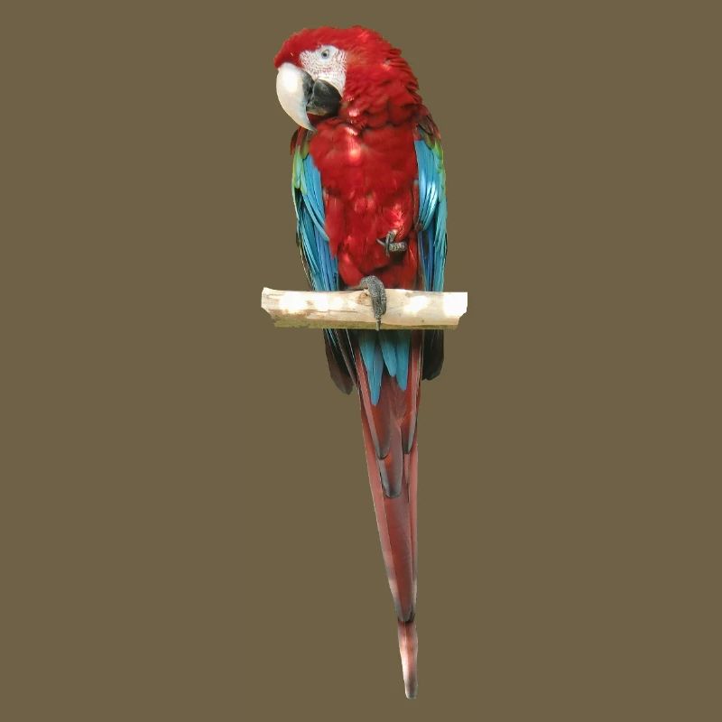 Ara