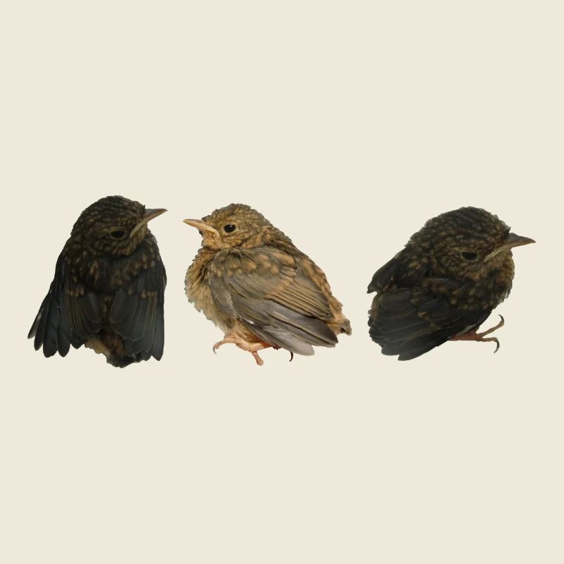 Rotkehlchen Ästlinge