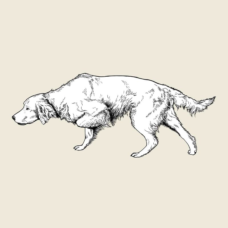 Setter vorstehend