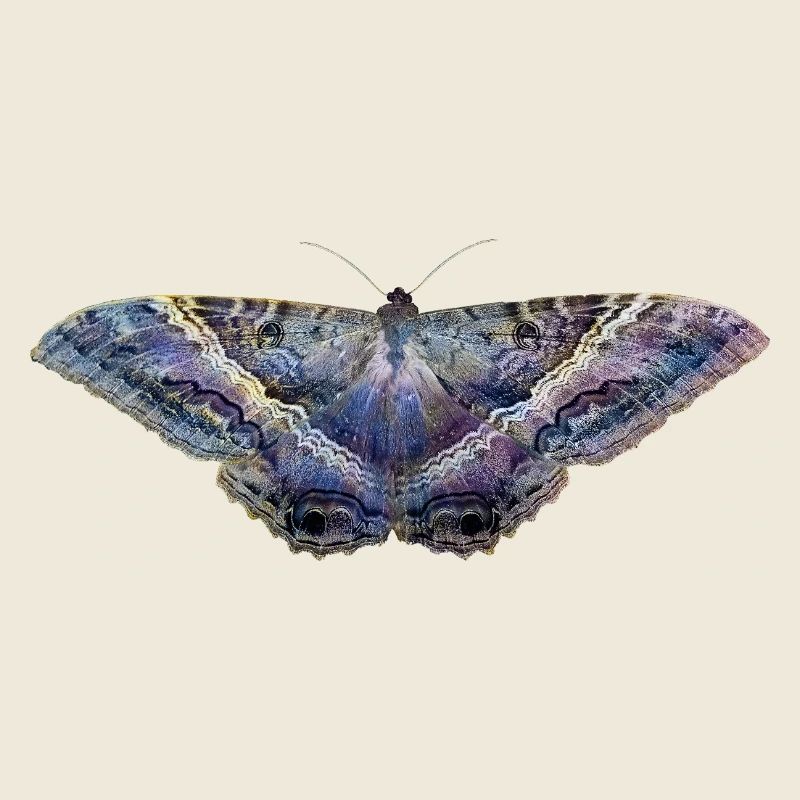 Blauer Schmetterling