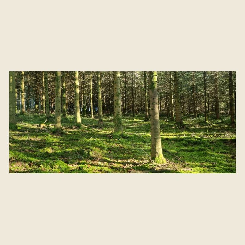 Lichter Waldlandschaft Druckdesign