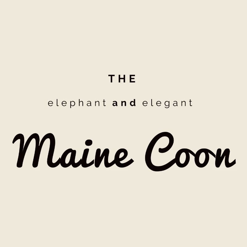 The elephant & elegant Main Coon
