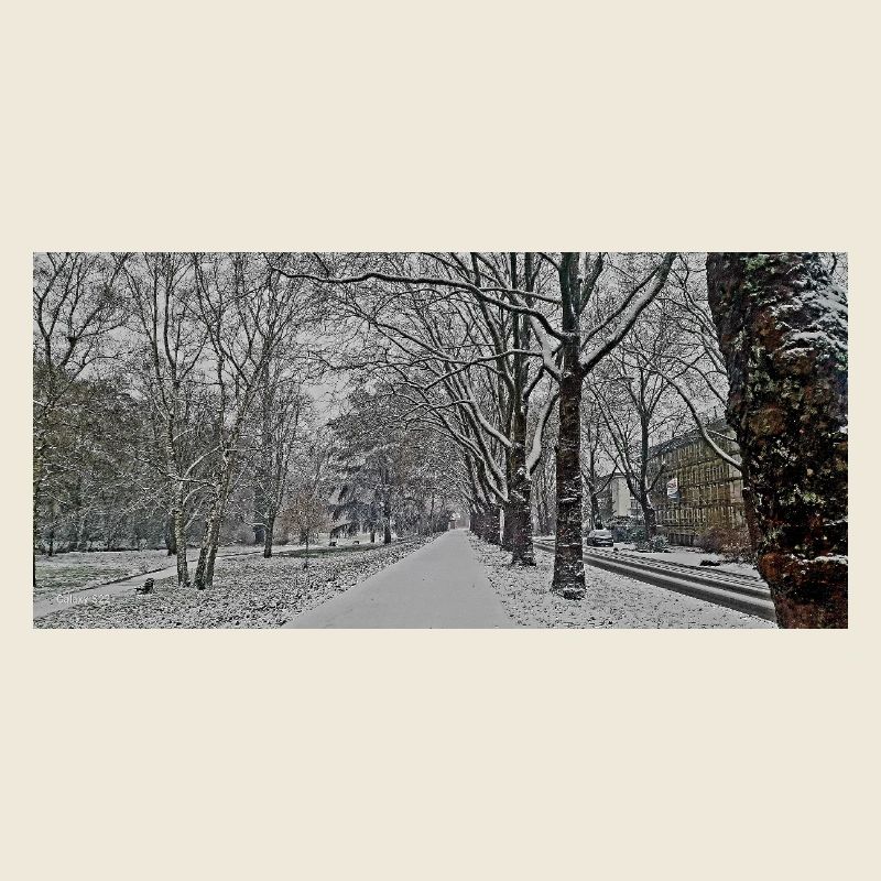 Winter avenue in snowfall