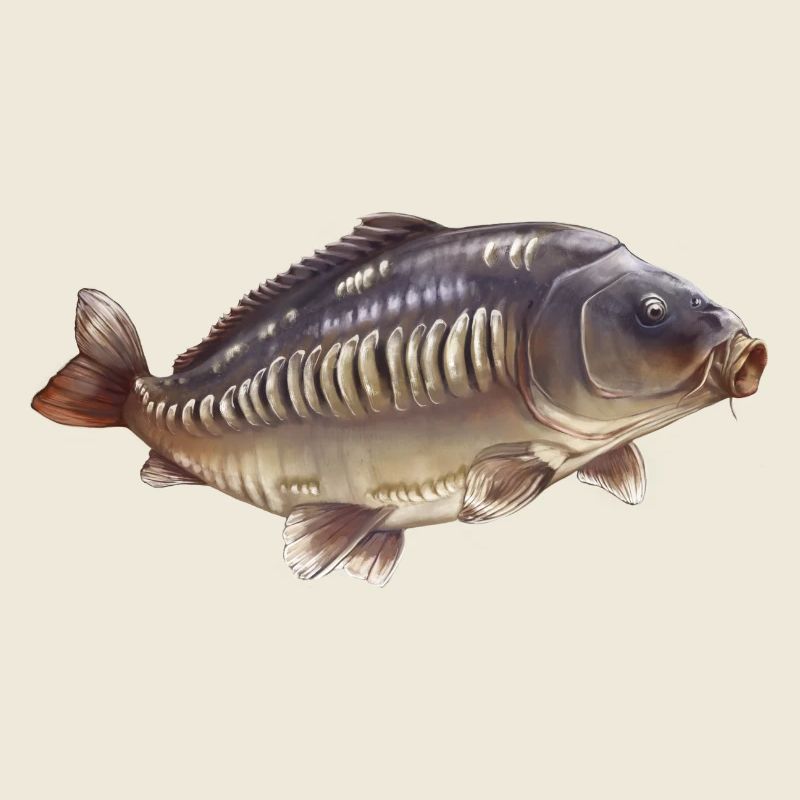 Conception de la pêche à la carpe miroir Pêcheur réaliste