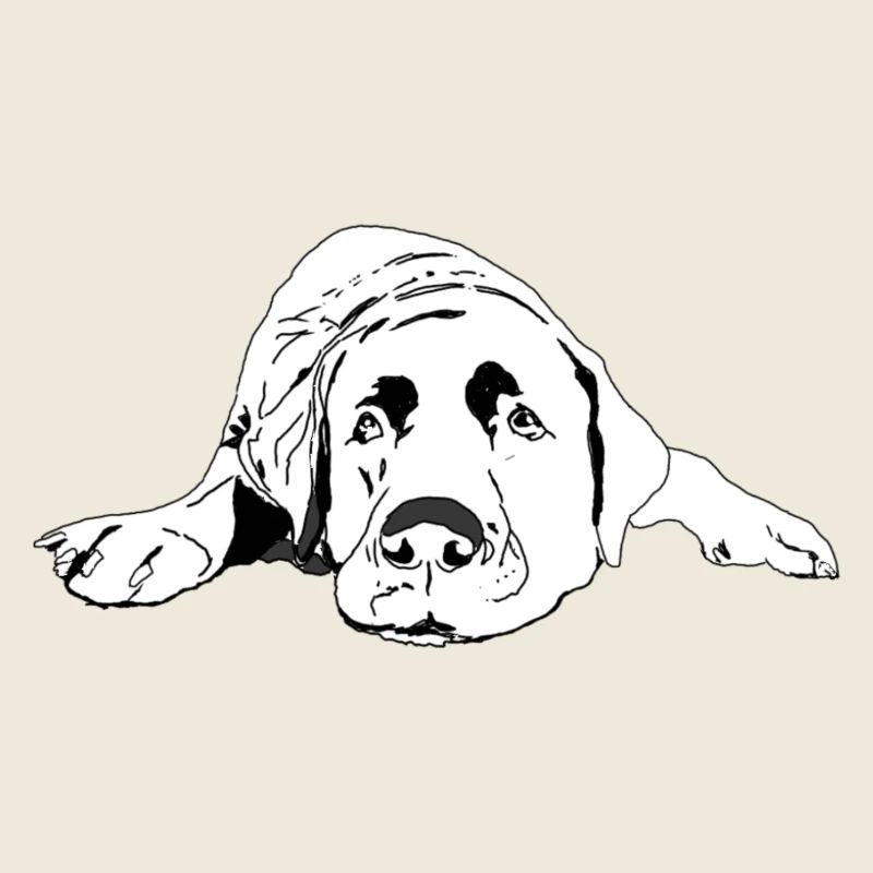 Labrador