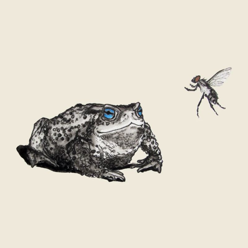 Kröte und fliegen