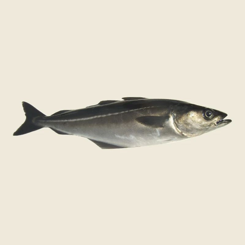 Fisch Pollack
