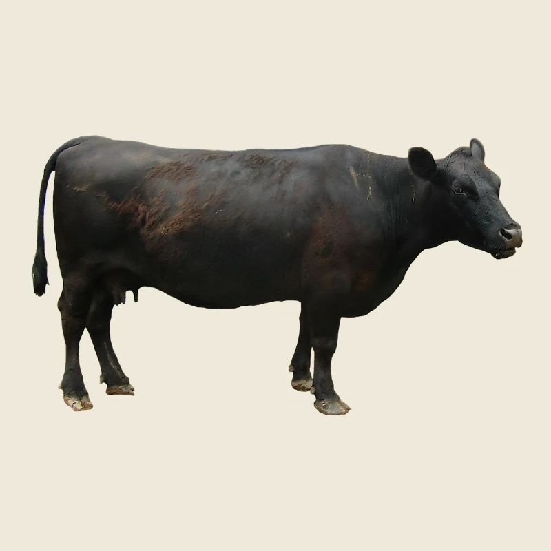 Boeuf noir