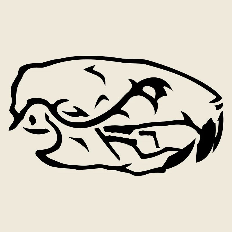 Crâne de Rat