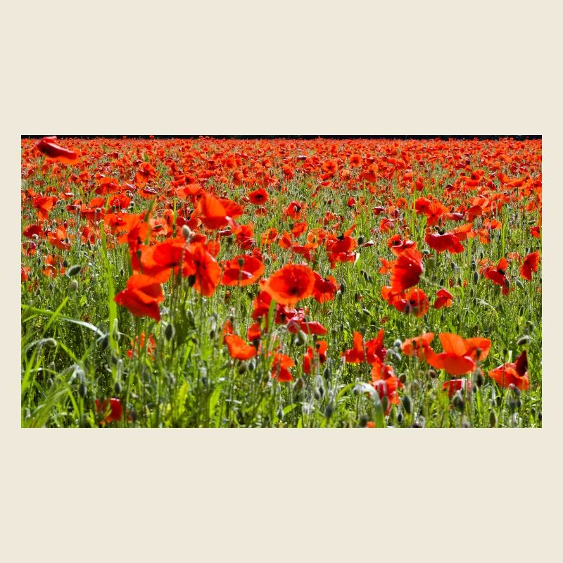 Roter Mohn Florale Pracht