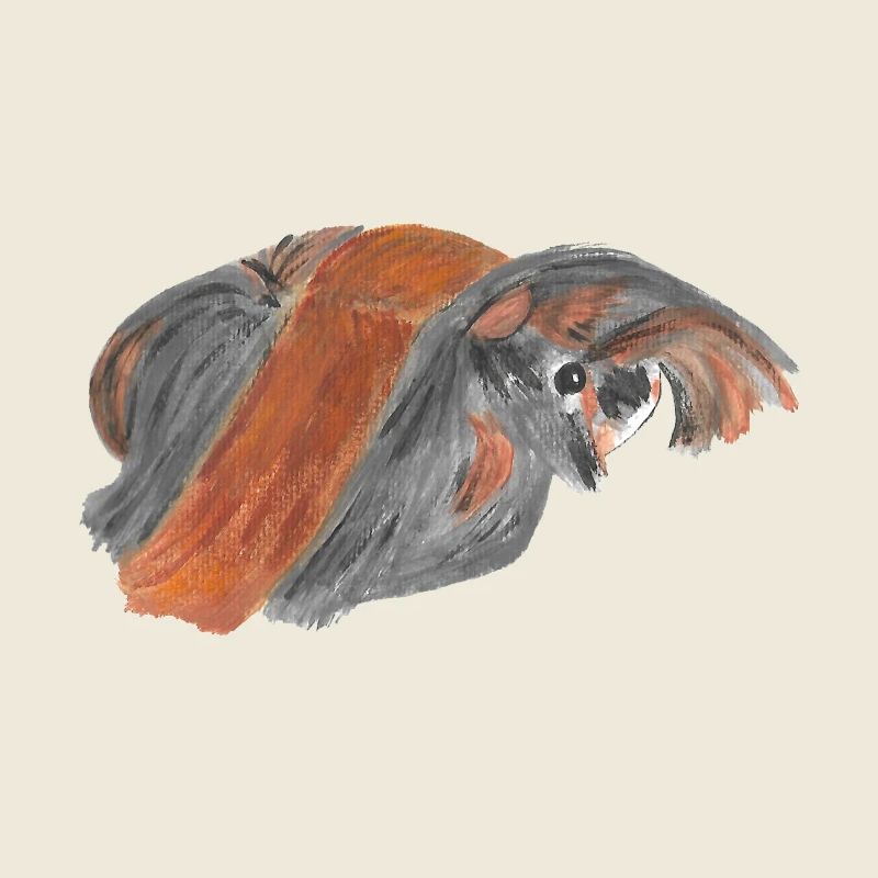 Peruvian guinea pig