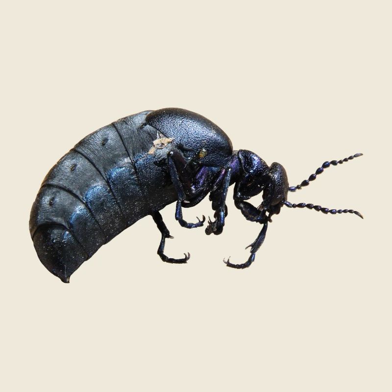 Insect Oil