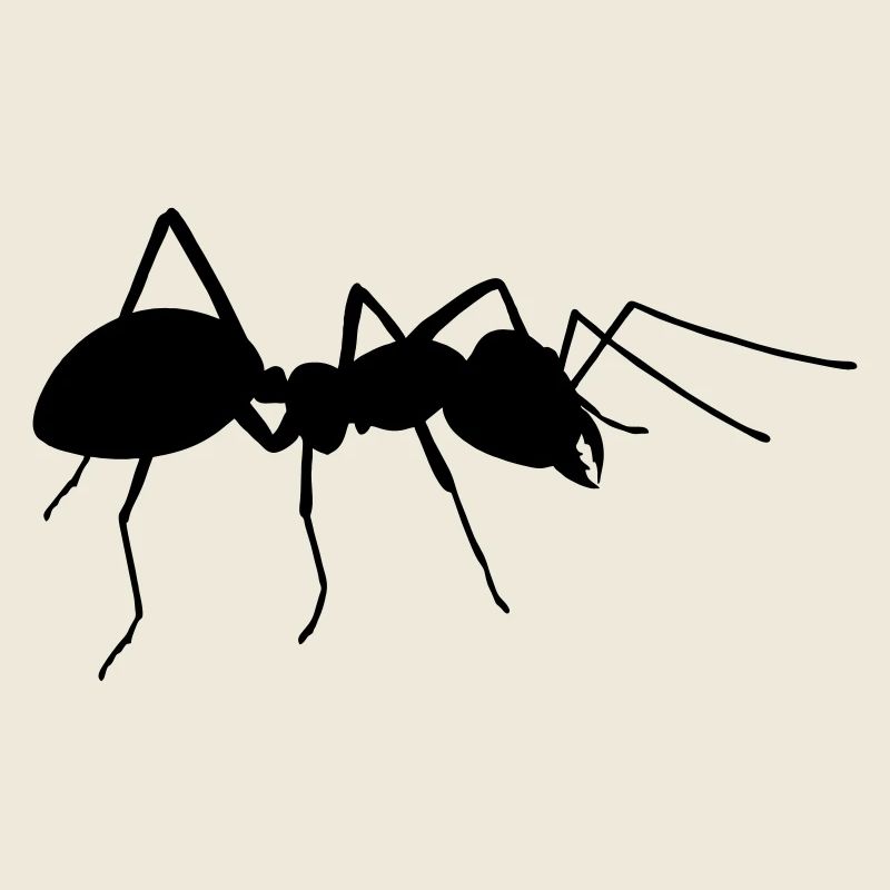 Ant