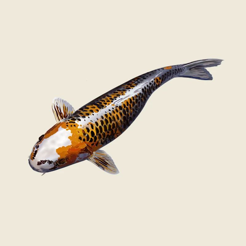 Carp koi