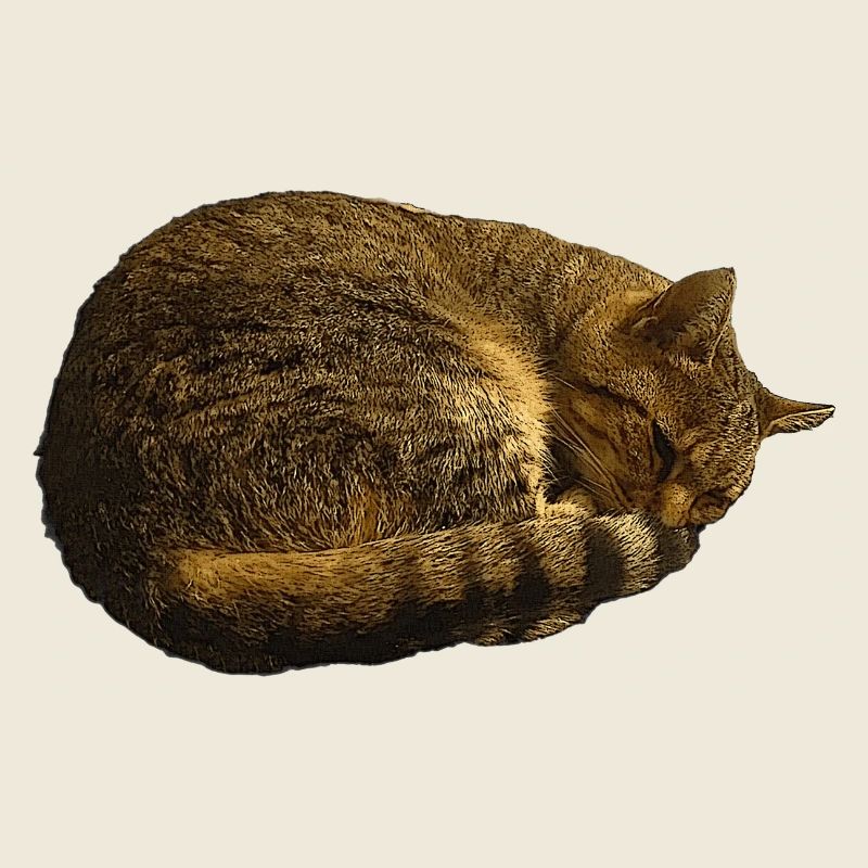 schlafende Katze, tabby motiv, pelzig