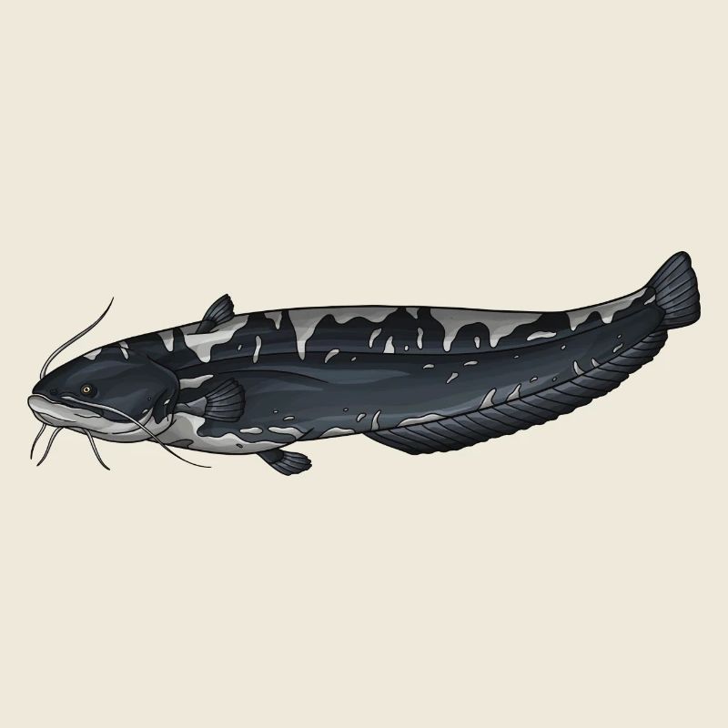 Conception européenne de la pêche au Silurus