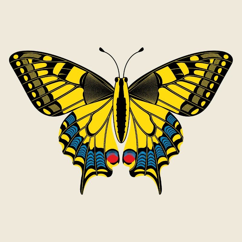 Schmetterling – Butterfly