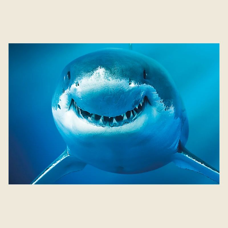 Requin souriant sous l’eau