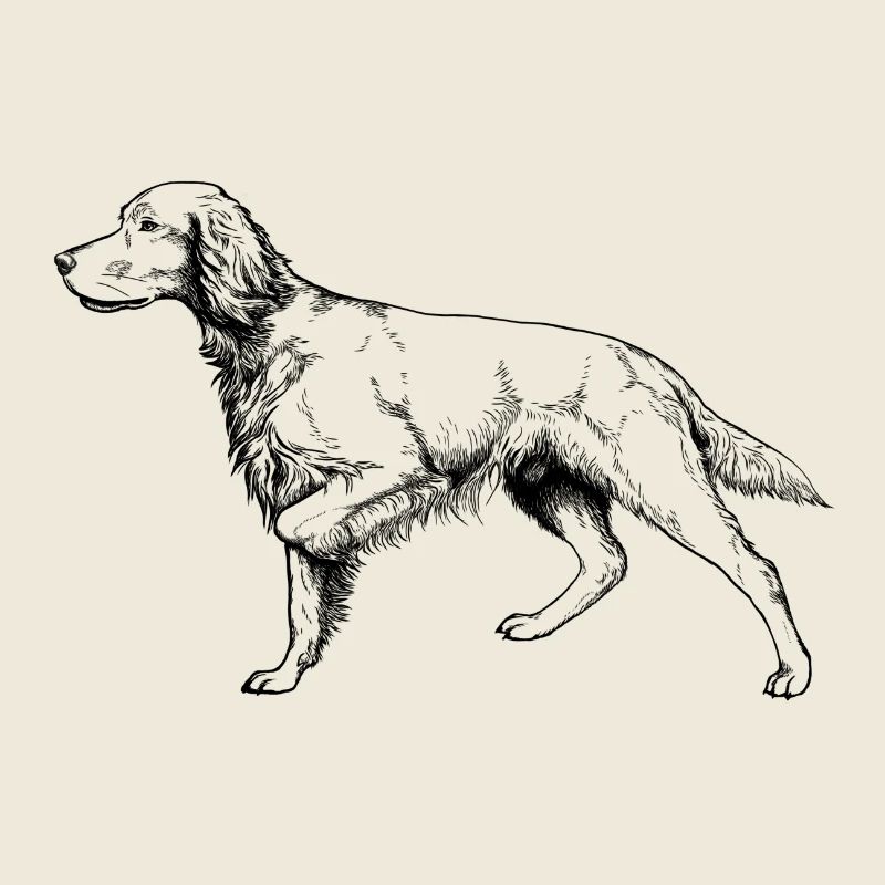 Setter vorstehend