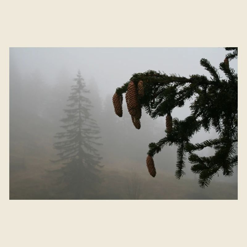 Magie du cône de la forêt nuageuse / Feldberg