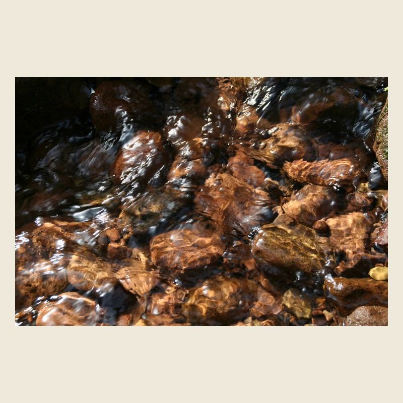 Black Forest Forest Stream