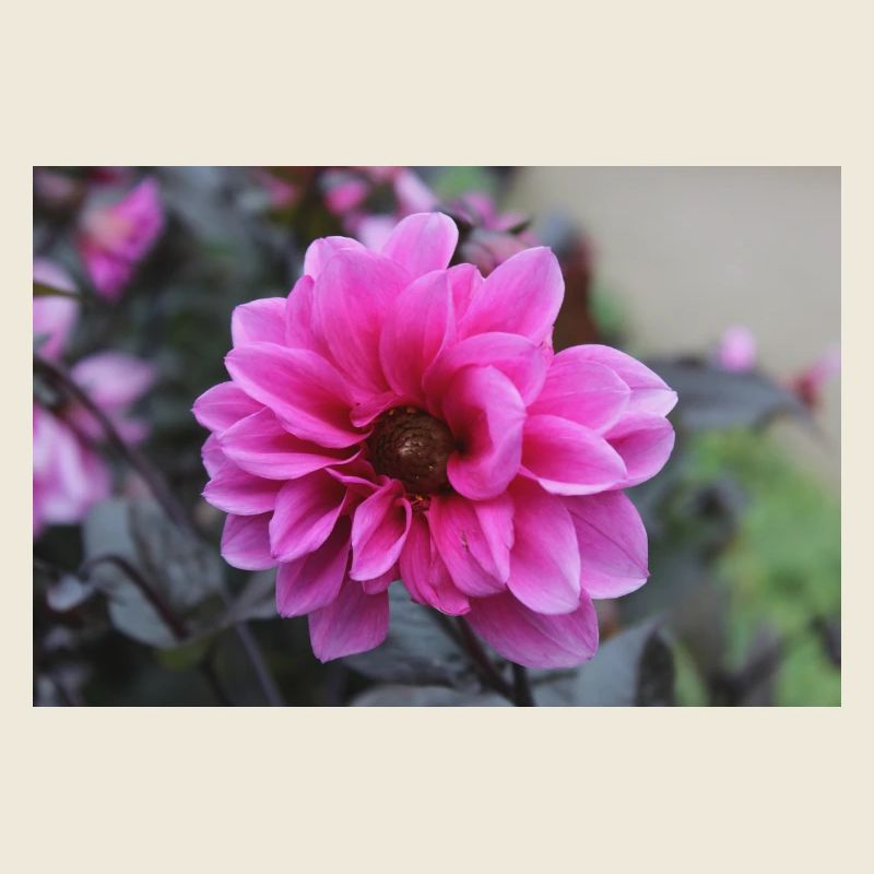 Dahlia rose rose fleur, fleur