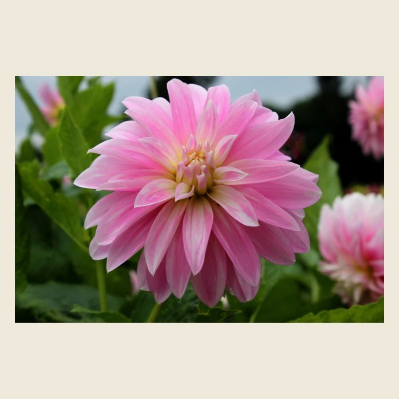 Dahlia rose rose fleur, fleur