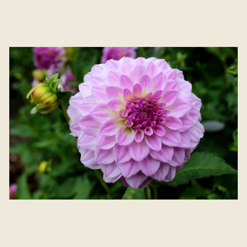 Dahlia rose rose fleur, fleur