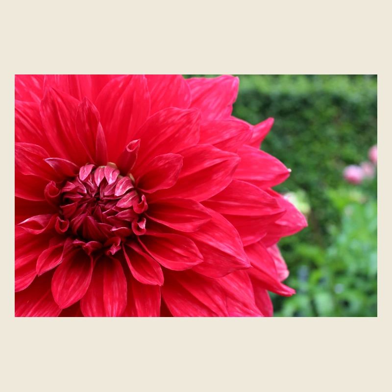 Dahlia Fleur Rouge, Fleur
