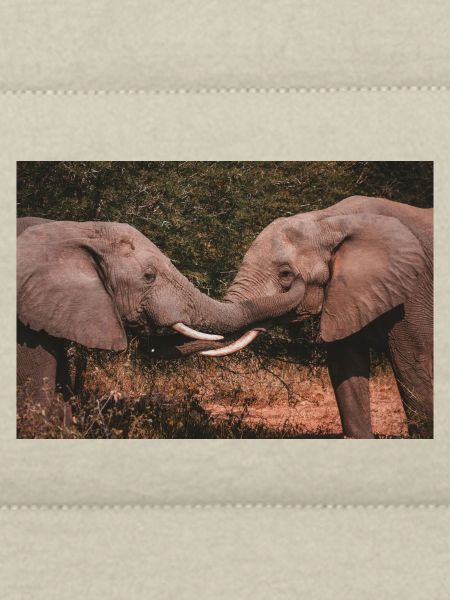Elephants Intertwining Trunks 