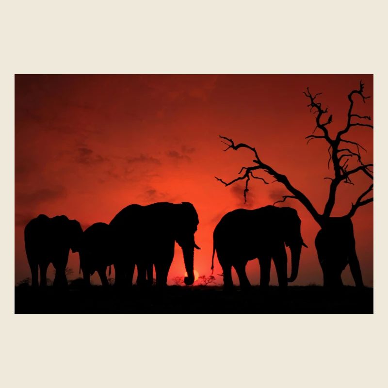 Elephants at Sunset Silhouette