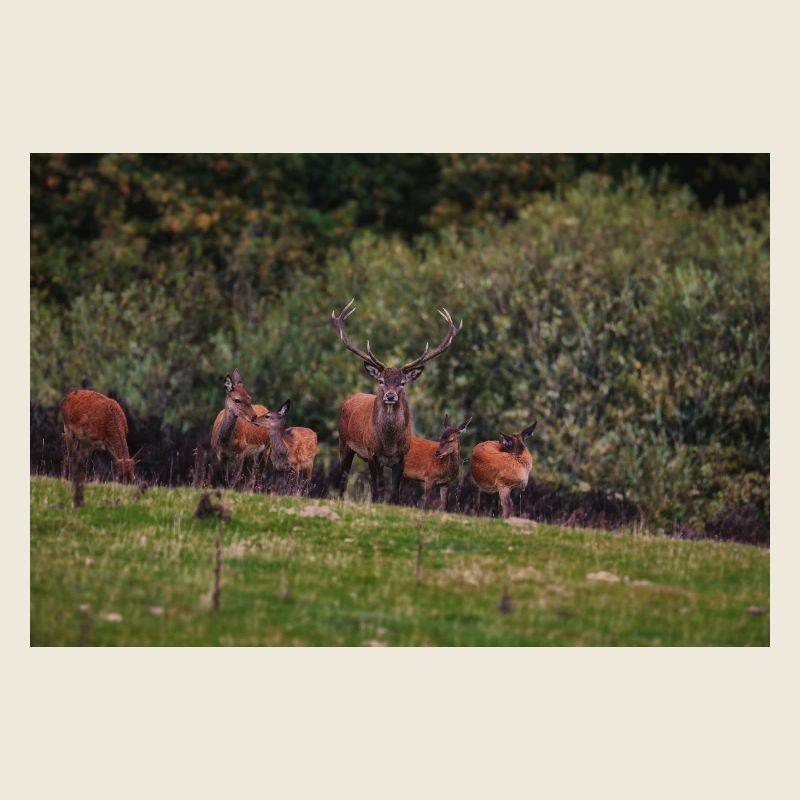 Wiesenhirschherde 000_8271_Nik_DxO