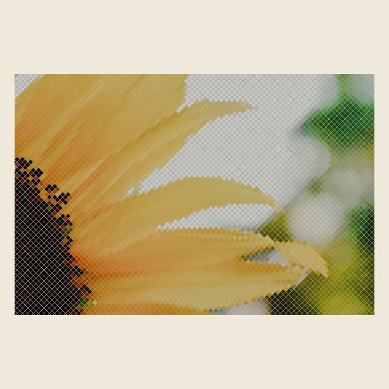 Sunflower Closeup Yellow Orange