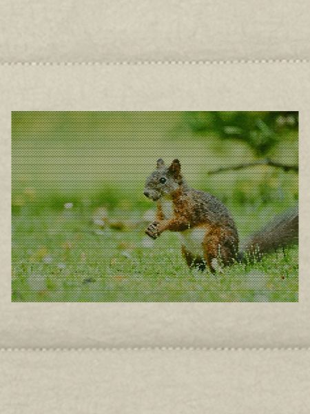 Squirrel Forest Pattern