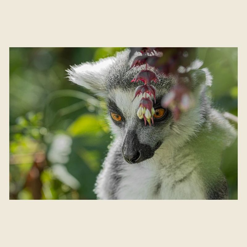 Portrait de lémurien au feuillage vert