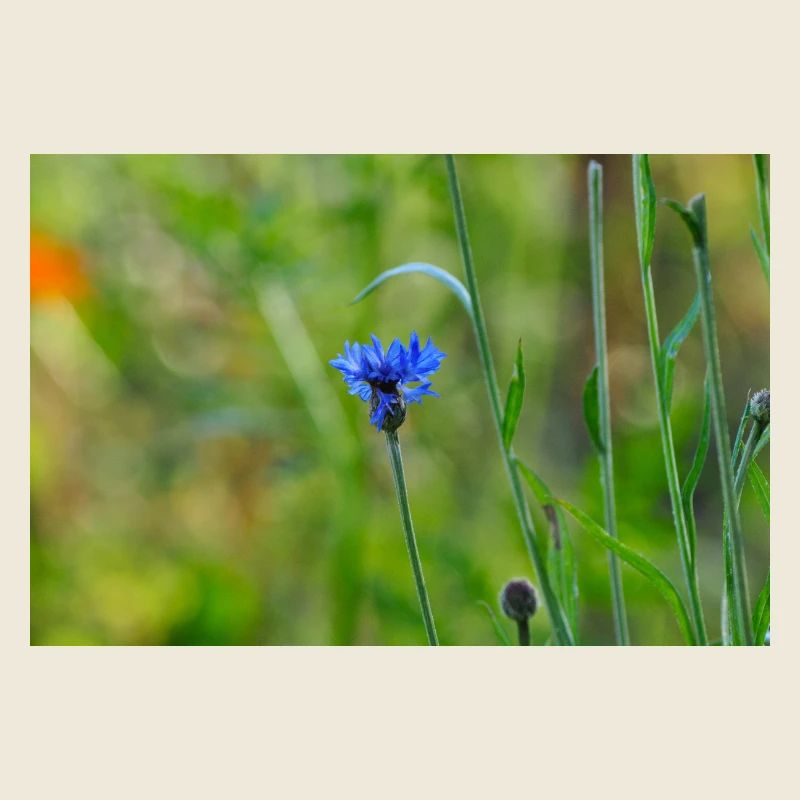 Bleuet