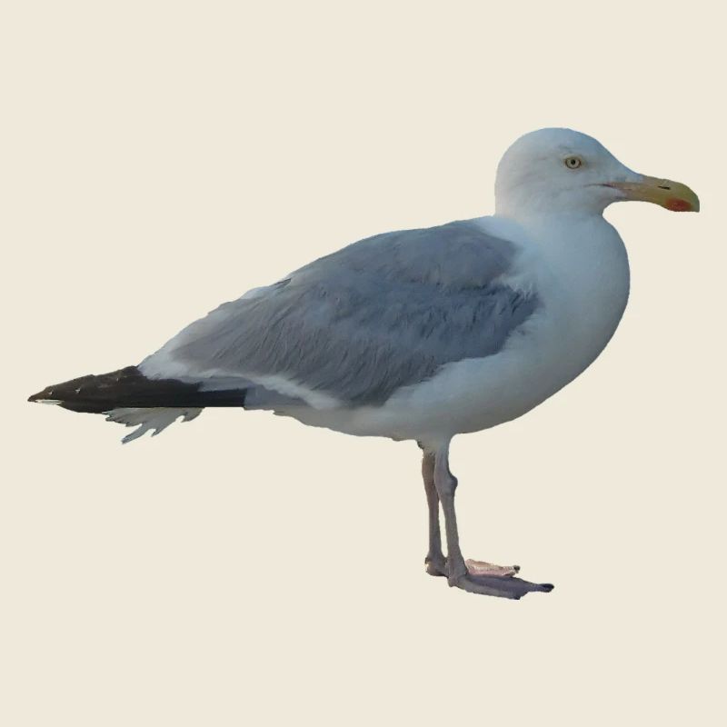 Mouette