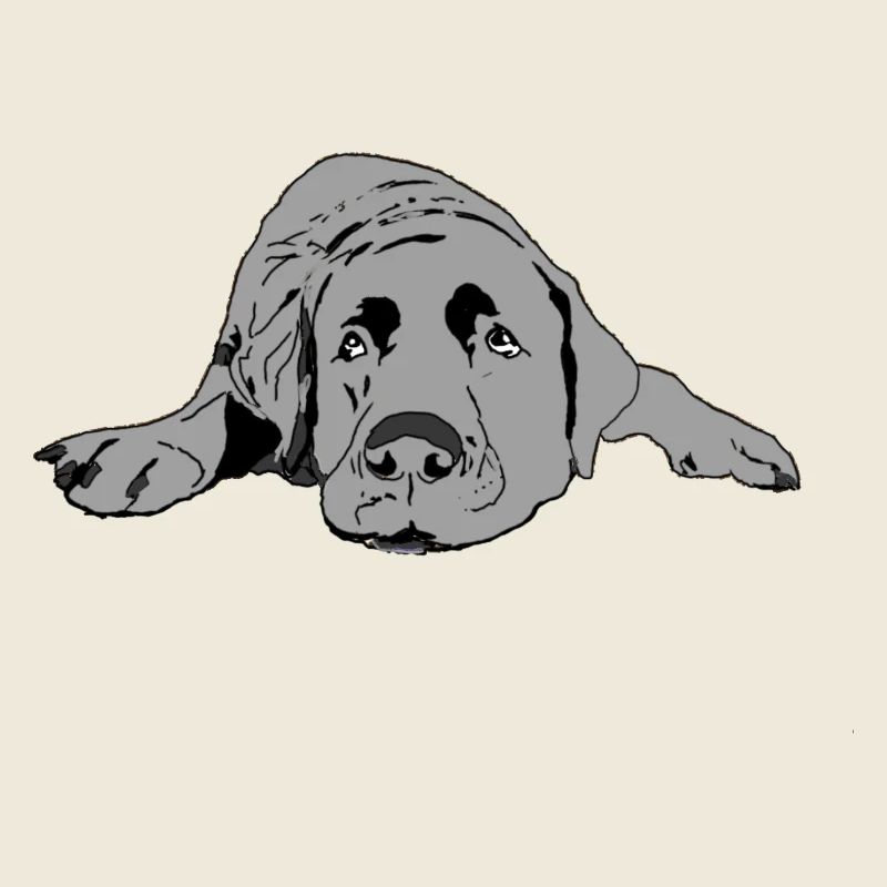 Labrador