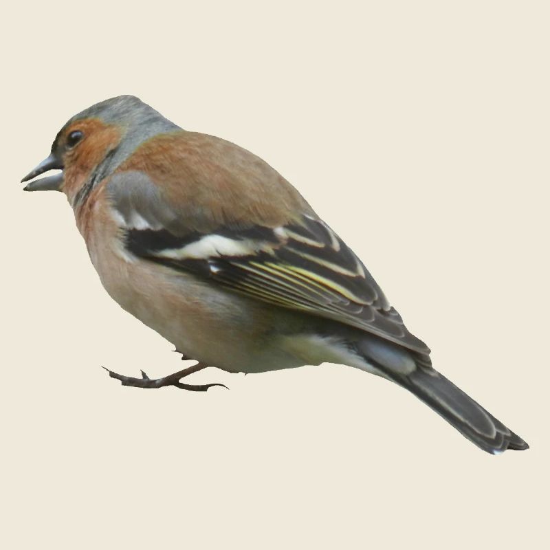 Chaffinch (side)