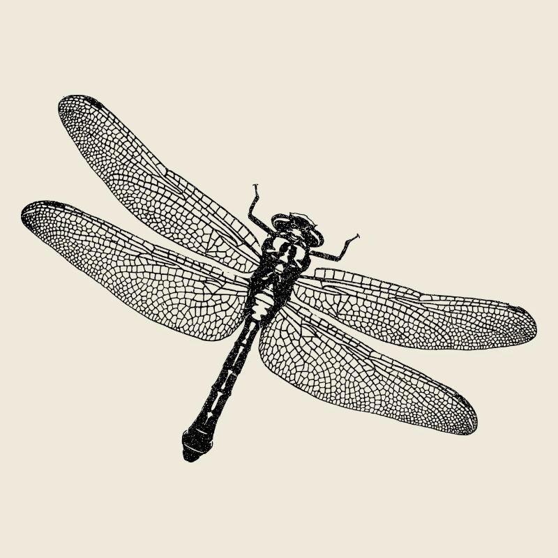 Libellule