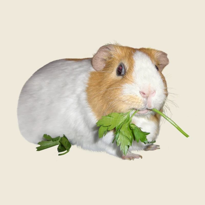 Meerschweinchen Rossi 2