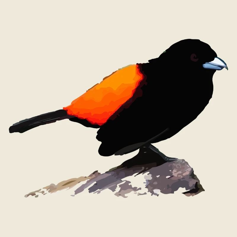 Black raven orange plumage