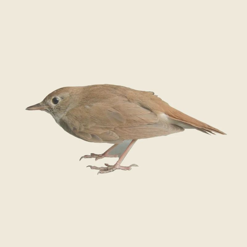 Rossignol oiseau