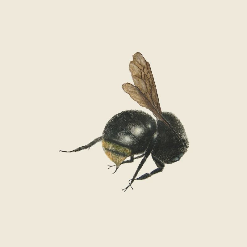 bumblebee