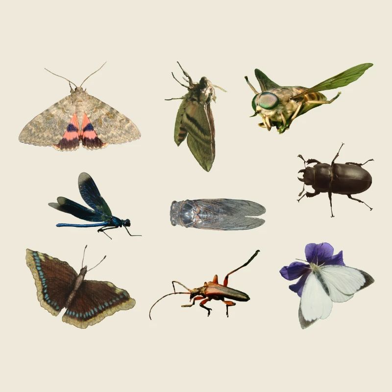 insects