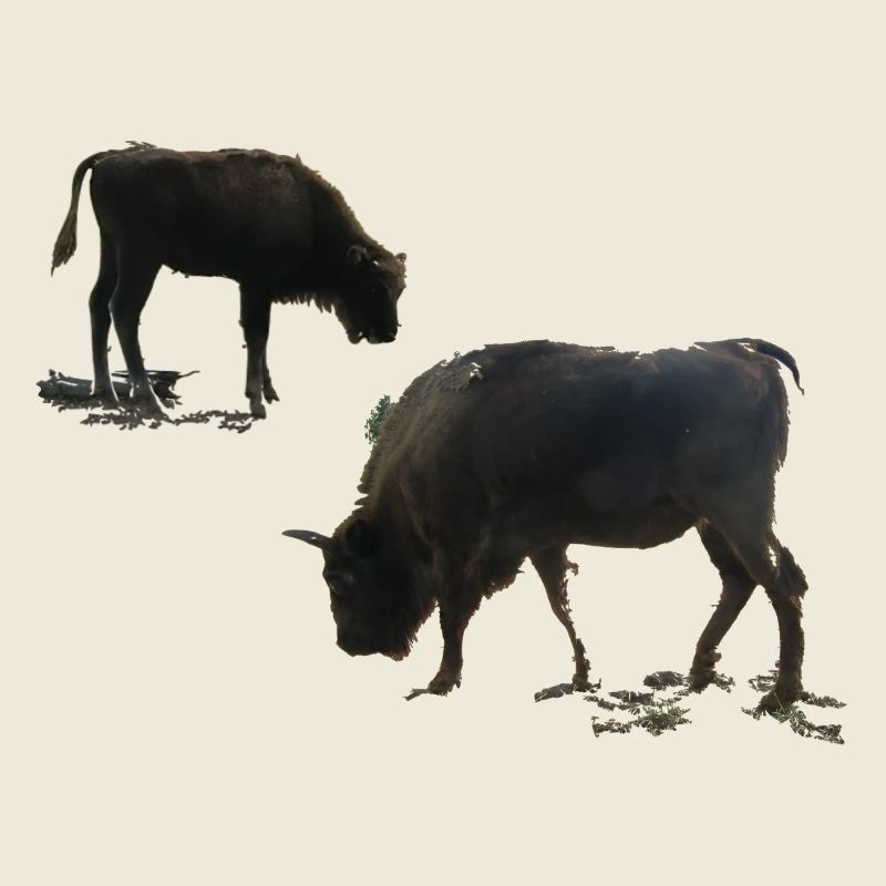 Bison avec jeune animal